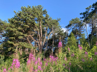 Schiermonnikooger Bos